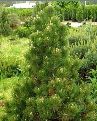 Рослина Сосна білокора / Pinus leucodermis Mint Truffle С15 - фото 3