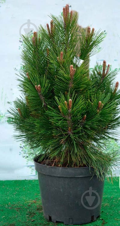 Рослина Сосна білокора / Pinus leucodermis Mint Truffle С15 - фото 2