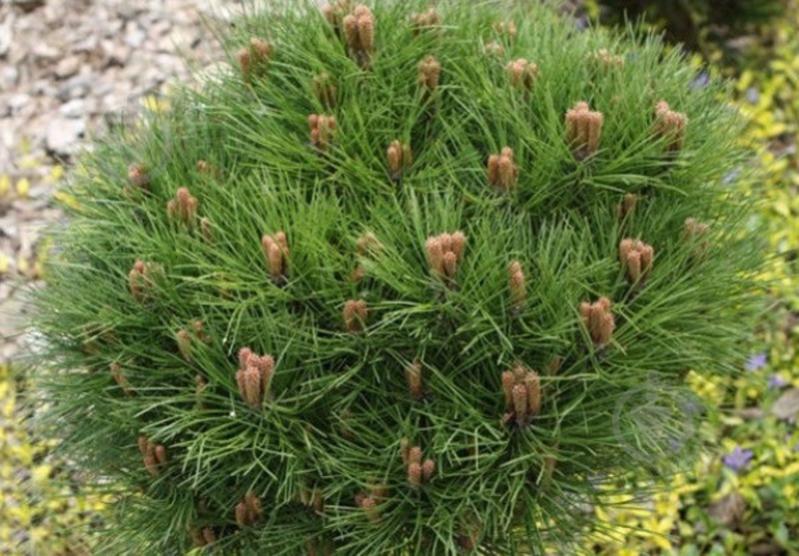 Рослина Сосна чорна / Pinus nigra Maria С7.5 - фото 2