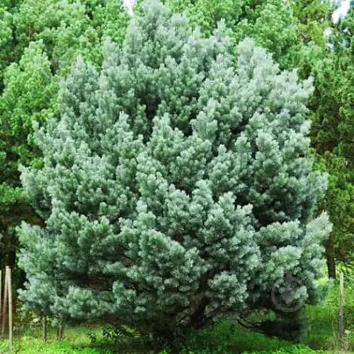 Растение Сосна обычная / Pinus sylvestris Watereri, С20 - фото 3