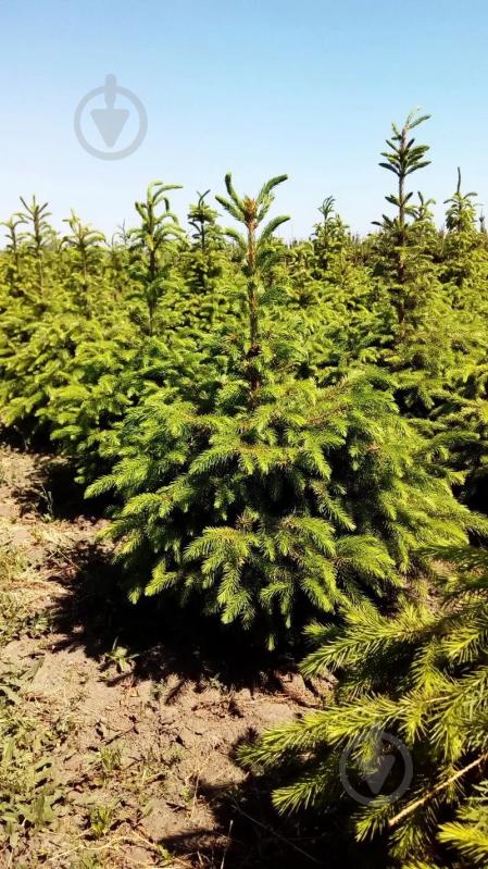 Растение Ель сербская формованная/ Picea omorica, ком H150-170 - фото 2