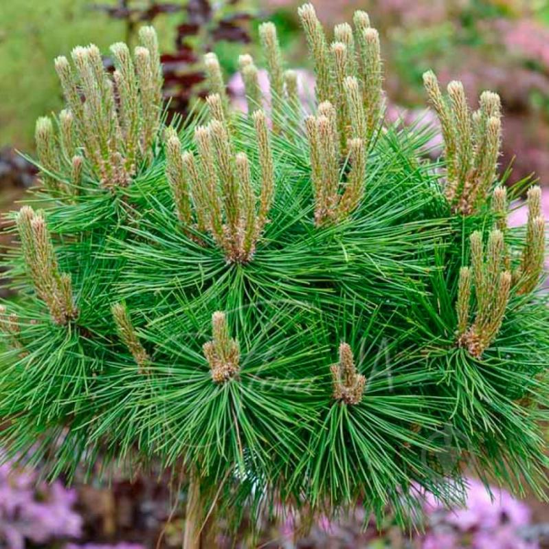 Рослина Сосна густоквіткова / Pinus densiflora Low Glow, С10 - фото 1