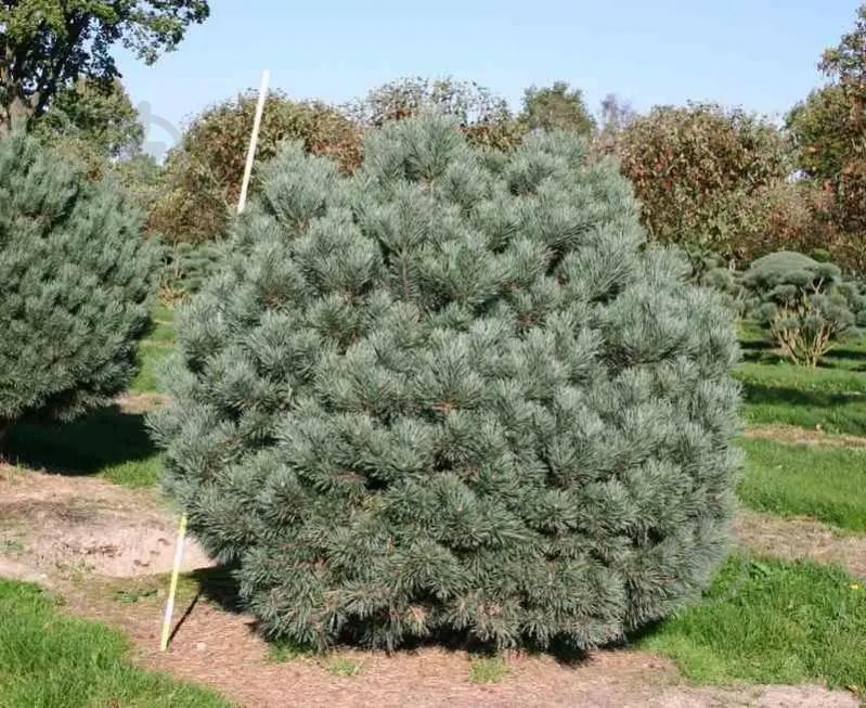 Растение Сосна обычная / Pinus sylvestris Watereri, С10 - фото 1