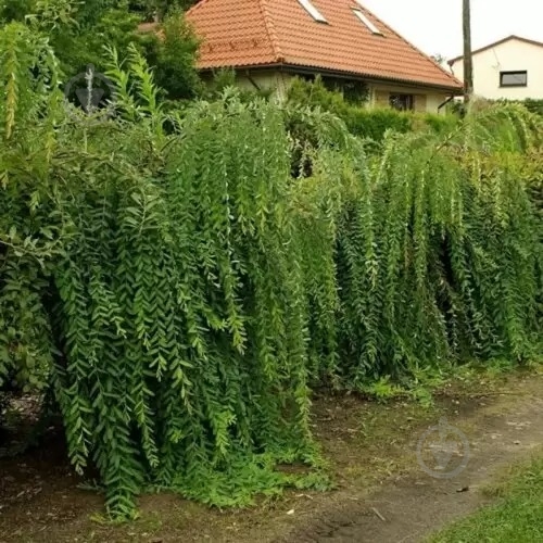 Растение Ива / Salix integra Pendula, С5 Ра - фото 1