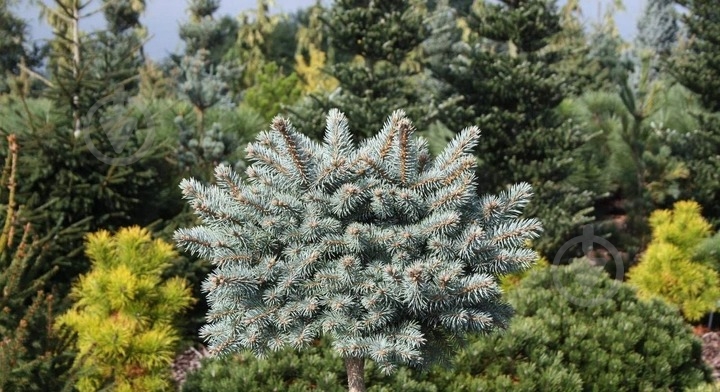 Ель Ель колючая / Picea pungens Glauca Compacta, С5 - фото 3