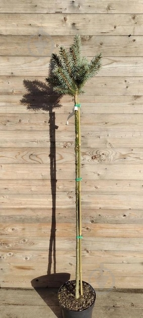 Ель Ель колючая / Picea pungens Glauca Compacta, С5 - фото 1