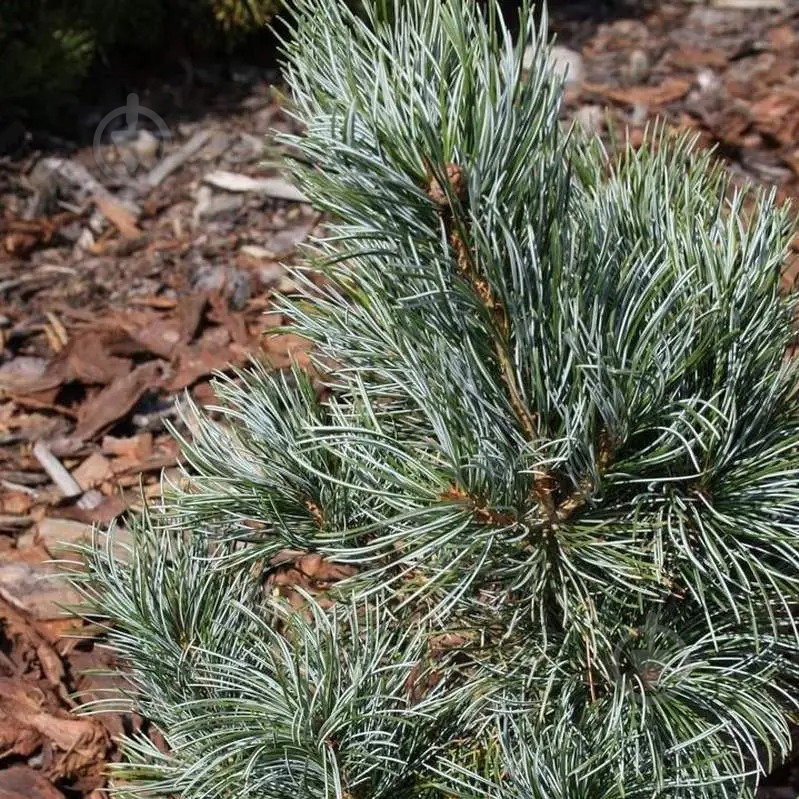 Растение Сосна мелкоцветковая / Pinus parviflora Blauer Engel, C20 - фото 2