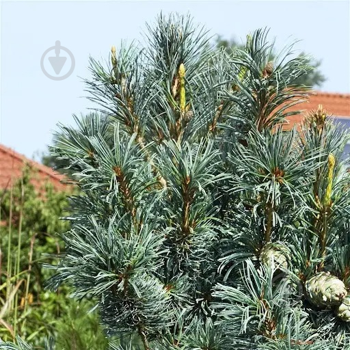 Растение Сосна мелкоцветковая / Pinus parviflora Blauer Engel, C20 - фото 1