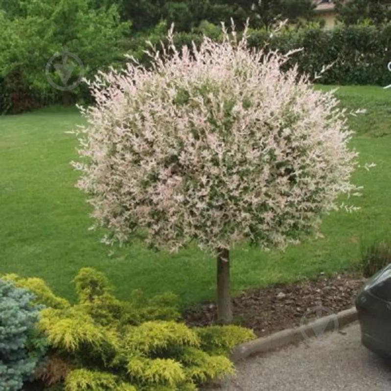 Растение Ива / Salix integra Hakuronishiki, С5 Ра 120-130 - фото 4