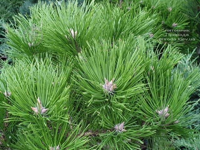 Рослина Сосна густоквіткова / Pinus densiflora Low Glow, С25 Ра - фото 2