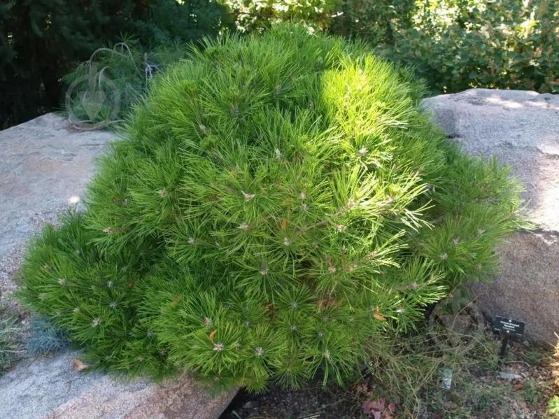 Рослина Сосна густоквіткова / Pinus densiflora Low Glow, С25 Ра - фото 3