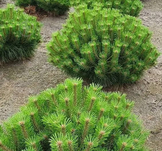 Рослина Сосна густоквіткова / Pinus densiflora Low Glow, С25 Ра - фото 4