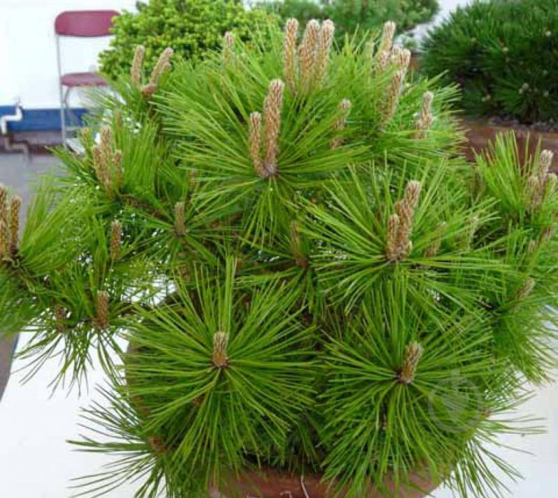 Рослина Сосна густоквіткова / Pinus densiflora Low Glow, С25 Ра - фото 1