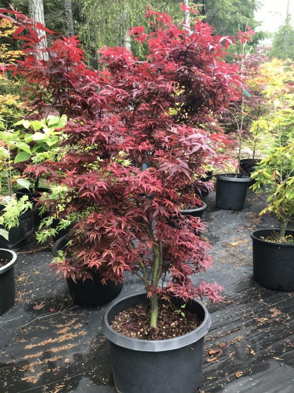 ᐉ Японский клен Rovinsky Garden (Japanese maple) Shaina, 60-80см, объём ...