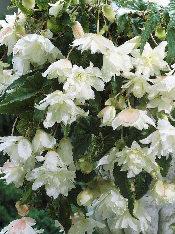 Клубень бегонии Пендула Белой 1 шт. - фото 1