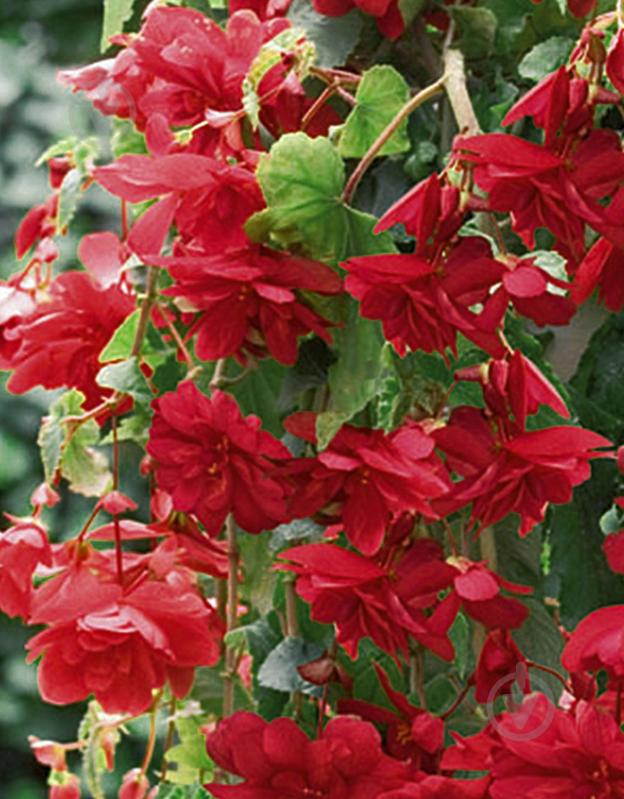 Клубень бегонии Пендула Красной 1 шт. - фото 1 Клубень бегонии Пендула Красной 1 шт. - фото 1