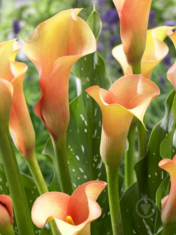 Клубень каллы Камилион 1 шт. - фото 1 Клубень каллы Камилион 1 шт. - фото 1