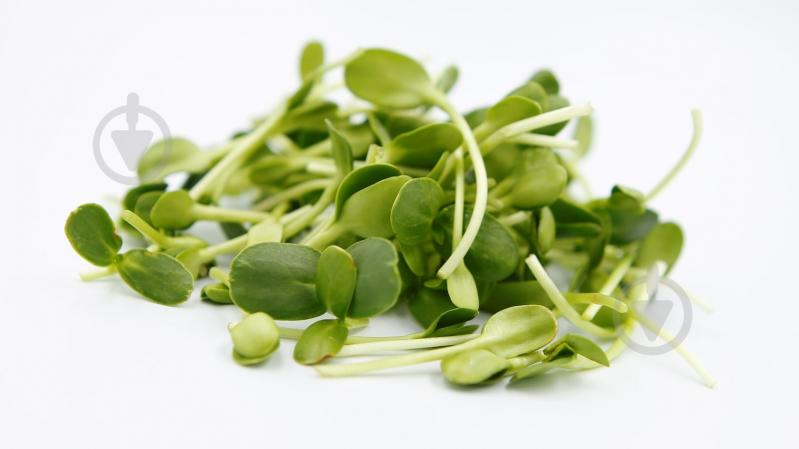 Микрозелень Зелений дім гороха - фото 2 Микрозелень Зелений дім гороха - фото 2