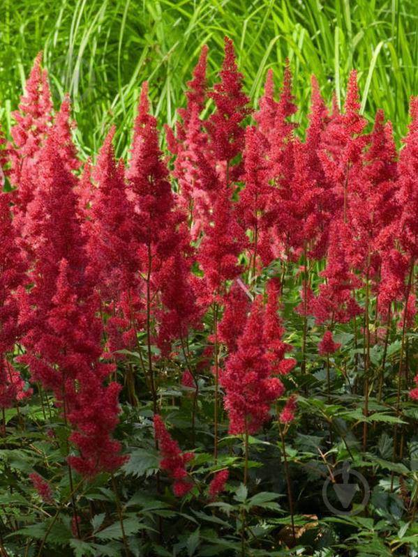 Кореневище астільби Весувіас 1 шт. - фото 1