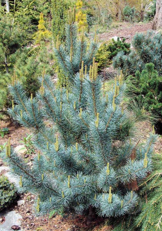 Растение Сосна мелкоцветная / Pinus parviflora Blue Wawe C15 - фото 1