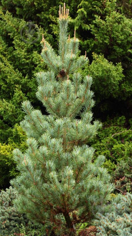 Растение Сосна мелкоцветная / Pinus parviflora Blue Wawe C15 - фото 4