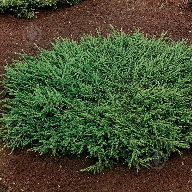 Растение Можжевельник обыкновенный / Juniperus communis Repanda С100 - фото 2 Растение Можжевельник обыкновенный / Juniperus communis Repanda С100 - фото 2