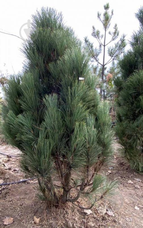 Рослина Сосна чорна / Pinus nigra С500 - фото 2