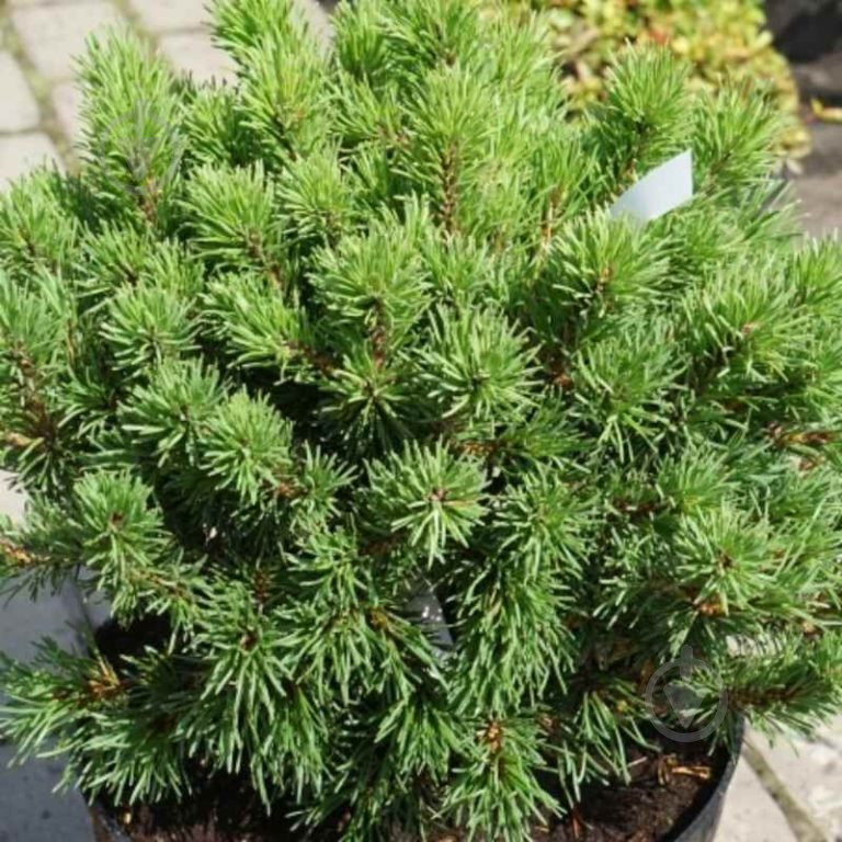 Рослина Сосна гачкувата / Pinus unciniata Nana 3 - фото 1