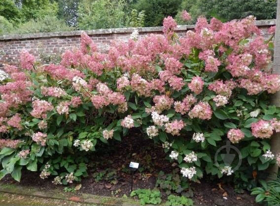 Растение Гортензия / Hydrangea paniculata Phantom, С12 Pa - фото 2 Растение Гортензия / Hydrangea paniculata Phantom, С12 Pa - фото 2