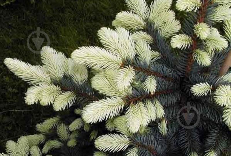 Ель колючая / Picea pungens Bialobok C30 - фото 3 Ель колючая / Picea pungens Bialobok C30 - фото 3