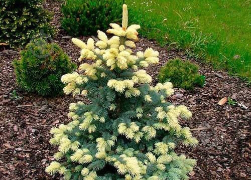 Ель колючая / Picea pungens Bialobok C30 - фото 4 Ель колючая / Picea pungens Bialobok C30 - фото 4