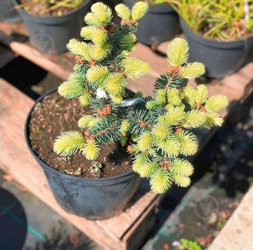 Ель колючая / Picea pungens Bialobok C30 - фото 1 Ель колючая / Picea pungens Bialobok C30 - фото 1