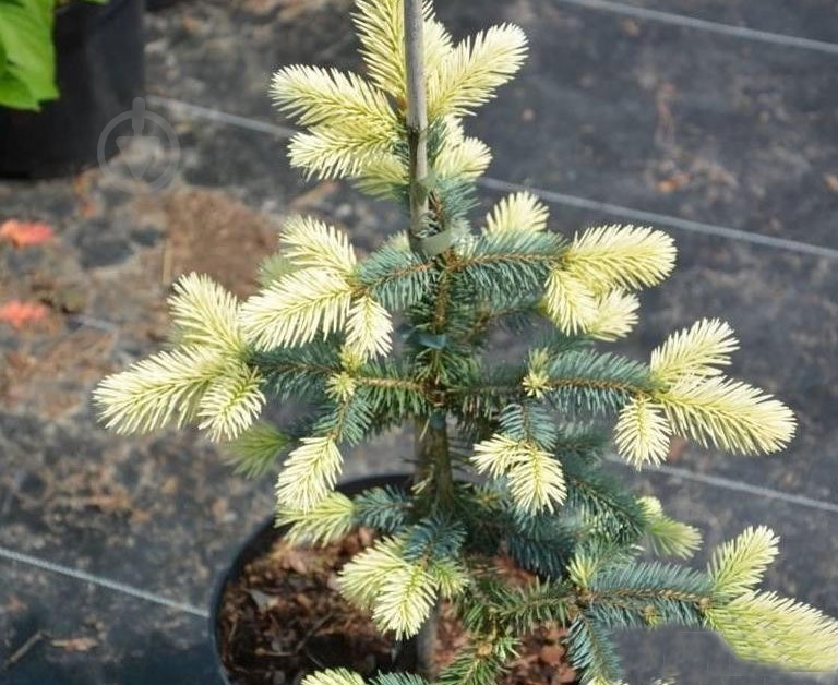 Ель колючая / Picea pungens Bialobok C30 - фото 2 Ель колючая / Picea pungens Bialobok C30 - фото 2