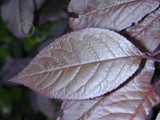 Растение Слива расцепиренная / Prunus cerasifera Pissardii, С20 Ра - фото 3