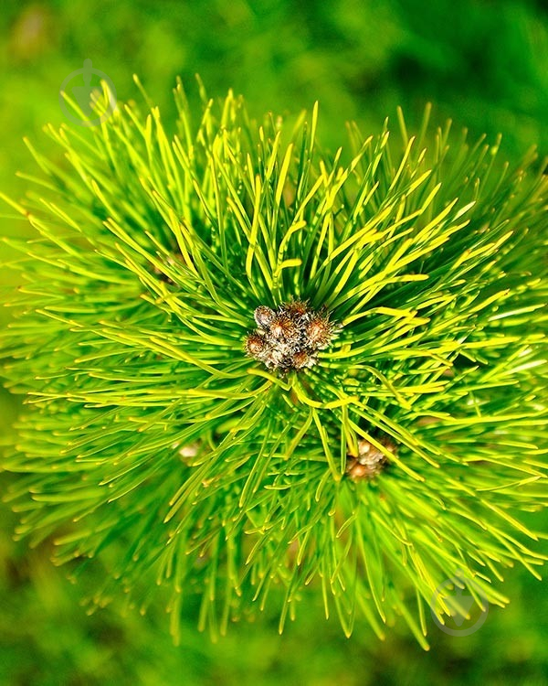 Растение Сосна черная / Pinus nigra Green Tower, С15 H 40-60 - фото 2