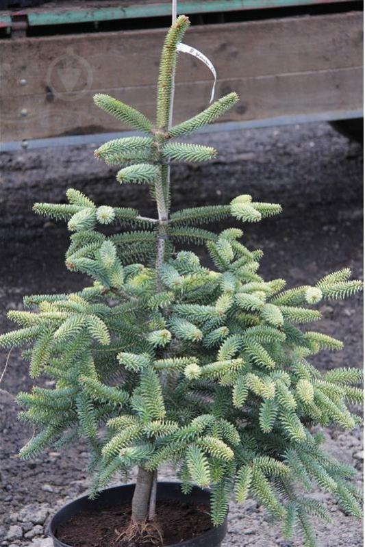 Пихта испанская / Abies pinsapo Kelleriis, С10 - фото 3