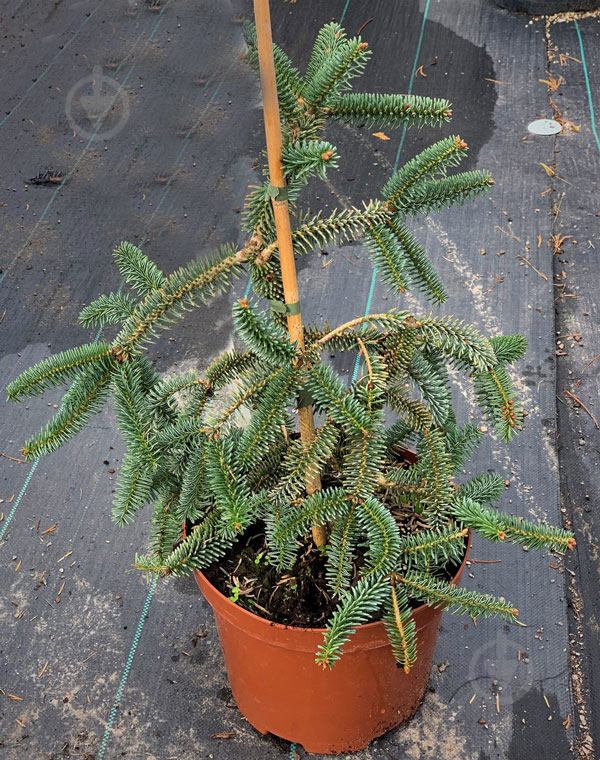 Пихта испанская / Abies pinsapo Kelleriis, С10 - фото 1