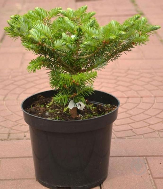 Ялиця корейська / Abies koreana Cis, С20 Pa - фото 1