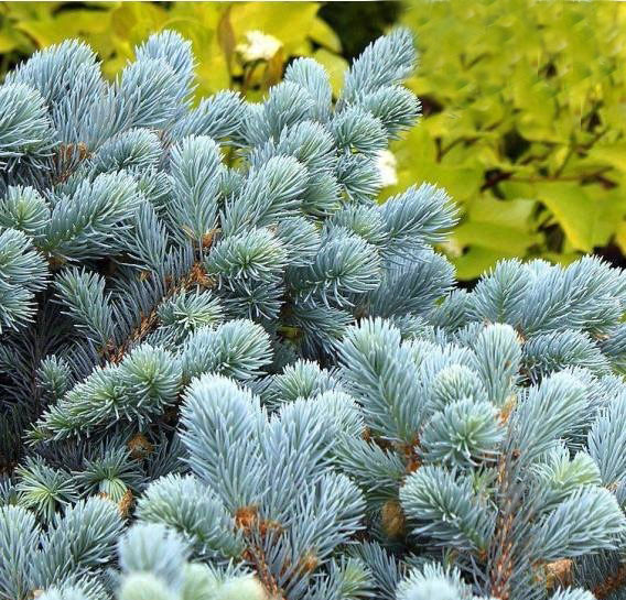 Ель колючая / Picea pungens Glauca Globosa, С40 Ра - фото 2