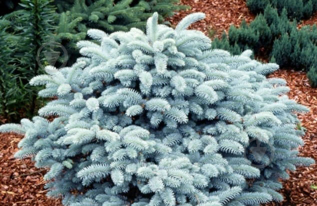 Ель колючая / Picea pungens Glauca Globosa, С40 Ра - фото 3