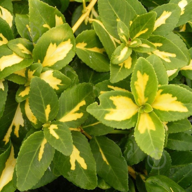 Растение Бересклет / Euonymus fortunei Pa C7.5 - фото 2