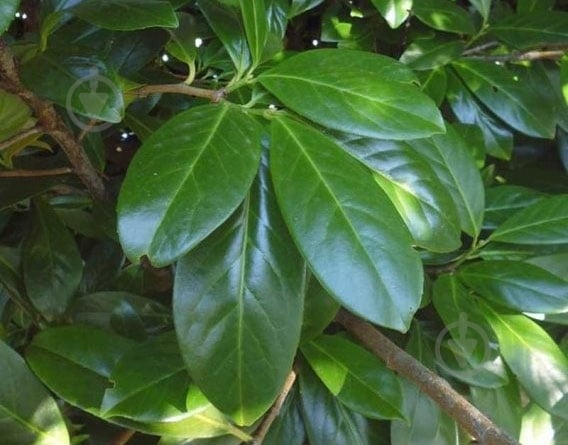 ᐉ Рослина Лавровишня лікувальна / Prunus laurocerasus C5 • Краща ціна в ...
