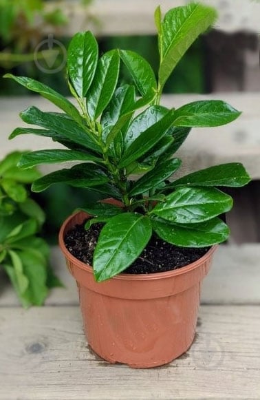 ᐉ Рослина Лавровишня лікувальна / Prunus laurocerasus C5 • Краща ціна в ...