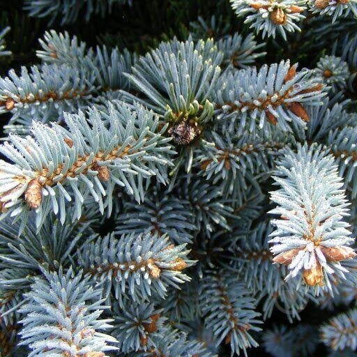 Ель колючая / Picea pungens Glauca Globosa, С5 - фото 3