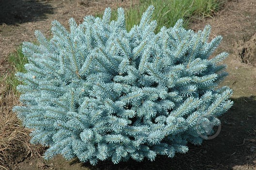 Ель колючая / Picea pungens Glauca Globosa, С5 - фото 4