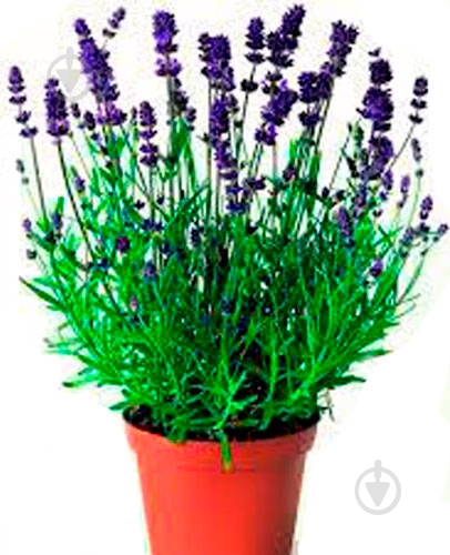 Растение Лаванда Эрли Блу d10 - фото 1