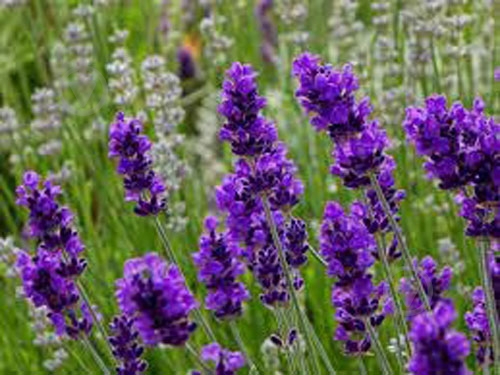 Растение Лаванда Эрли Блу d10 - фото 3