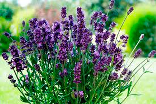 Растение Лаванда Эрли Блу d10 - фото 4