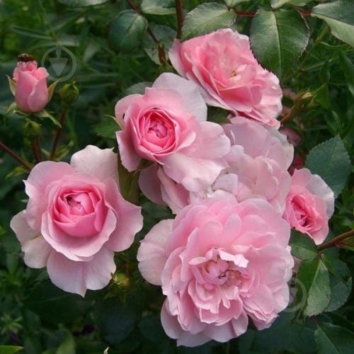 Растение Роза полиантовая 'Avenue Pink' C7 - фото 2