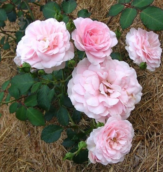 Растение Роза полиантовая 'Avenue Pink' C7 - фото 3
